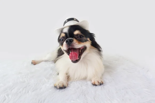 Schattig chihuahua hond — Stockfoto