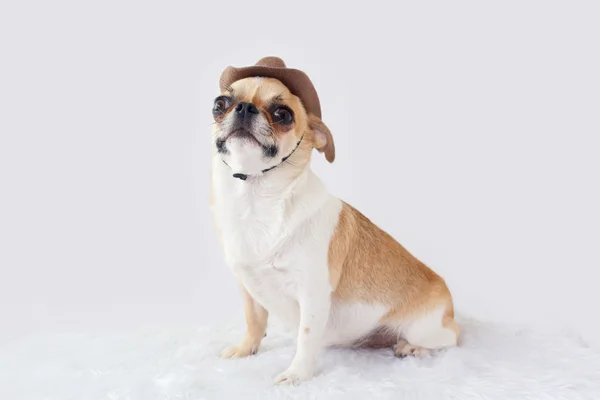 Schattig chihuahua hond — Stockfoto