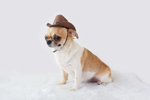 Söt chihuahua hunden — Stockfoto