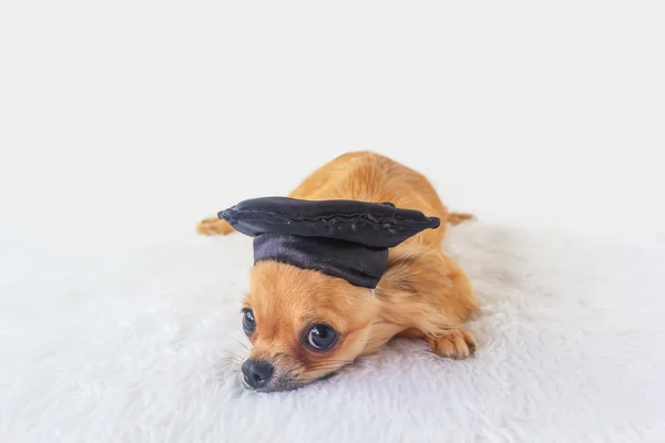 Schattig chihuahua hond — Stockfoto