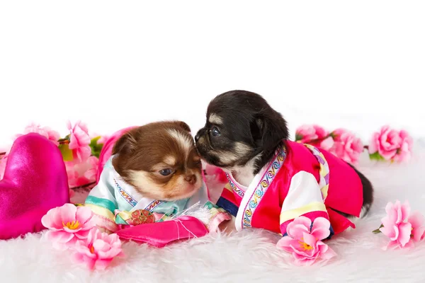 şirin chihuahua yavrusu