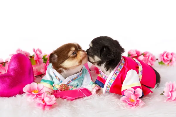 şirin chihuahua yavrusu