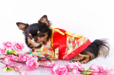 şirin chihuahua köpek