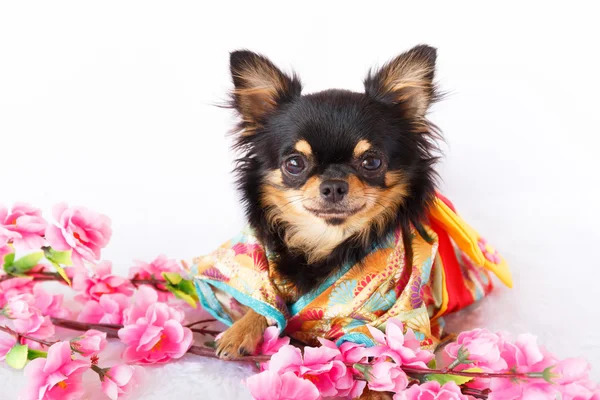 Schattig chihuahua hond — Stockfoto