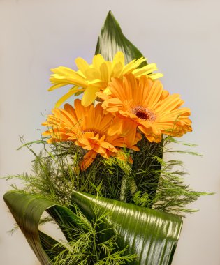 Gerbera in a vase