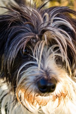 Maskeli köpek gözlerini