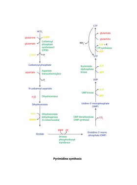 Pyrimidine sentezi diyagramı. Enzimsel reaksiyonun basit şematik çizimi. UTP, CTP, UMP üzerinden biyosentez yolu.