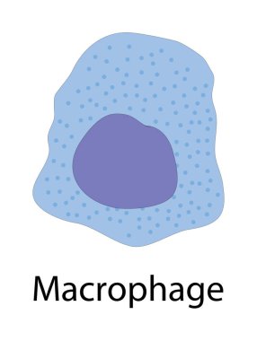 Makrofaj şematik çizim. Biyolojik basit diyagram bağışıklık satışı yapısını gösteriyor.