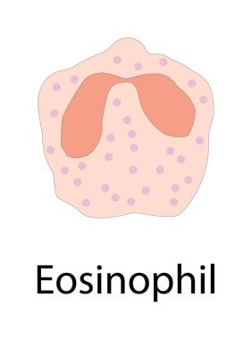 Eosinophil şematik illüstrasyon. Biyolojik basit diyagram bağışıklık satışı yapısını gösteriyor.