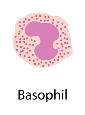 Basophil şematik illüstrasyon. Biyolojik basit diyagram bağışıklık satışı yapısını gösteriyor.
