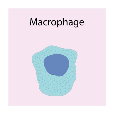 Makrofaj şematik çizim. Biyolojik basit diyagram bağışıklık satışı yapısını gösteriyor.