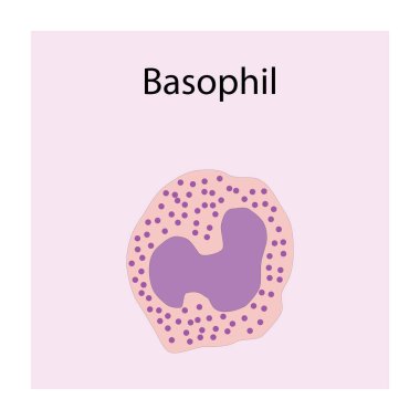 Basophil şematik illüstrasyon. Biyolojik basit diyagram bağışıklık satışı yapısını gösteriyor.
