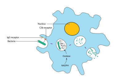Fagositoz süreci şematik diyagramı. Bağışıklık sistemi tepkisi IgG, C3b reseptörleri, basit illüstrasyon.