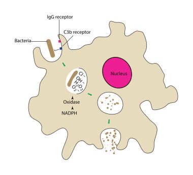 Fagositoz süreci şematik diyagramı. Bağışıklık sistemi tepkisi IgG, C3b reseptörleri, basit illüstrasyon.
