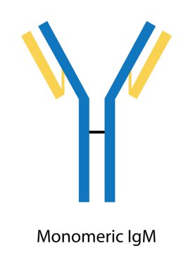 Monomerik IgM immünoglobülin antikor yapısı şematik illüstrasyon. Basit immünoloji diyagramı.