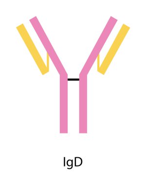 IgD immünoglobülin antikor yapısı şematik illüstrasyon. Basit immünoloji diyagramı.