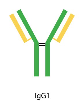 IgG1 immünoglobülin antikor yapısı şematik illüstrasyon. Basit immünoloji diyagramı.