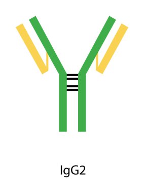 IgG2 immünoglobülin antikor yapısı şematik illüstrasyon. Basit immünoloji diyagramı.