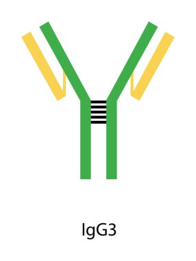 IgG3 immünoglobülin antikor yapısı şematik illüstrasyon. Basit immünoloji diyagramı.