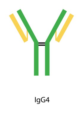 IgG4 immünoglobülin antikor yapısı şematik illüstrasyon. Basit immünoloji diyagramı.