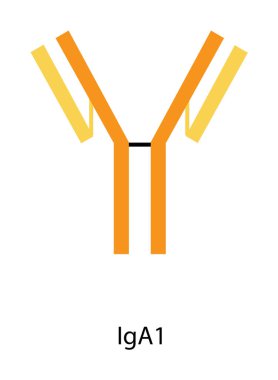 IgA1 immünoglobülin antikor yapısı şematik illüstrasyon. Basit immünoloji diyagramı.