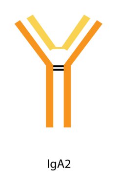 IgA2 immünoglobülin antikor yapısı şematik illüstrasyon. Basit immünoloji diyagramı.