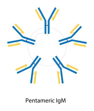 Pentameric IgM immünoglobülin antikor yapısı şematik illüstrasyon. Basit immünoloji diyagramı.