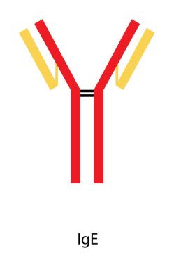 IgE immünoglobülin antikor yapısı şematik illüstrasyon. Basit immünoloji diyagramı.