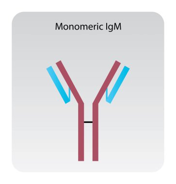 Monomerik IgM immünoglobülin antikor yapısı şematik illüstrasyon. Basit immünoloji diyagramı.