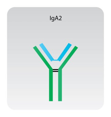 IgA2 immünoglobülin antikor yapısı şematik illüstrasyon. Basit immünoloji diyagramı.