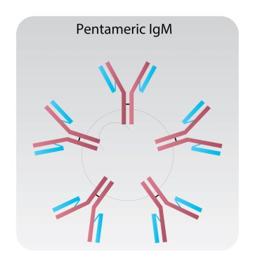 Pentameric IgM immünoglobülin antikor yapısı şematik illüstrasyon. Basit immünoloji diyagramı.
