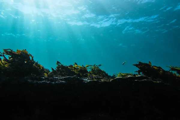 Sluneční světlo pod vodou, Austrálie Stock Obrázky
