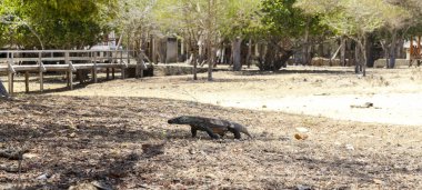 Komodo ejderleri Endonezya.