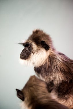 Bir memeli olduğunu gurur