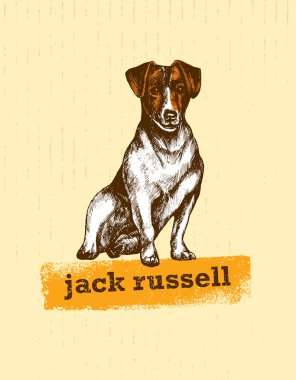Jack Russell Terrier Köpeği