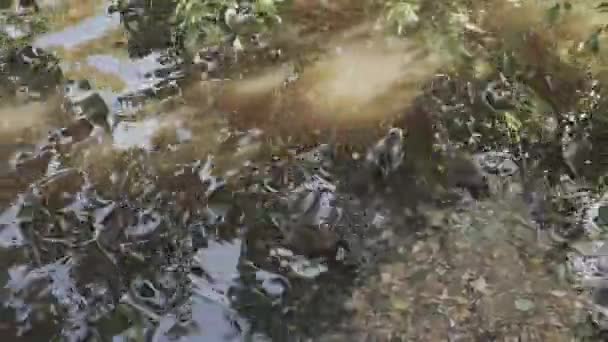Dzikie Kaczki Stawie Jedzą Liście Kaczki Pływają Rzece Jeziorze Jedzą — Wideo stockowe