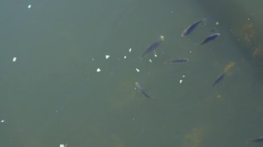 Gölde yem yiyen balıklar, gölde yüzen balık manzarası.
