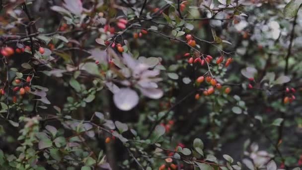 覆盆子 红玫瑰莓 红莓灌木 — 图库视频影像
