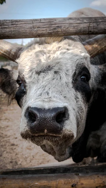 Closeup Cow Nose Portrait Cow Bull Looks Camera Lens — Stock Photo, Image