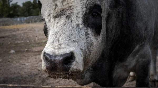 Vaca Cerca Blanco Toro Nariz Vaca — Foto de Stock