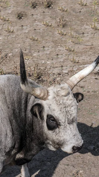 Toro Cuernos Primer Plano Toro Retrato Toro Animal —  Fotos de Stock