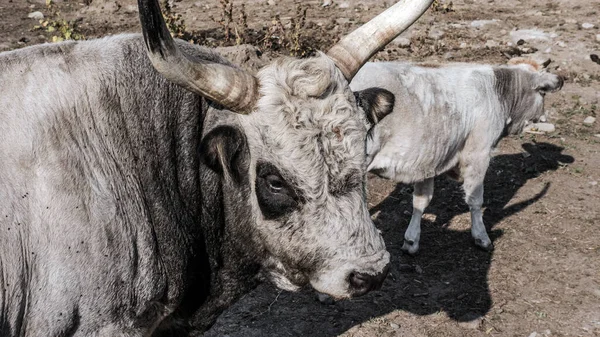 Retrato Toro Con Cuernos Toro Cerca —  Fotos de Stock