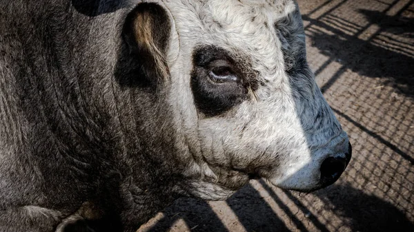 Portrét Býka Tlama Krávy Detailní Záběr Býka — Stock fotografie
