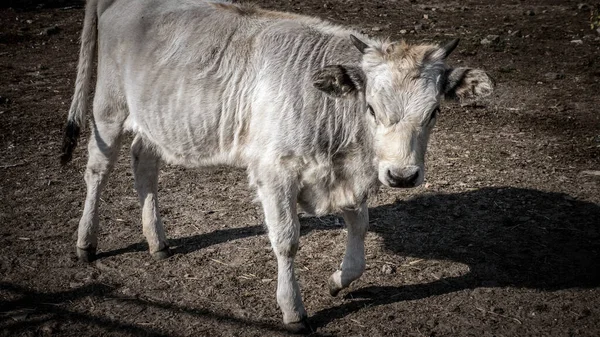 Toro Blanco Cerca Ganado Con Cuernos Vaca Blanca —  Fotos de Stock