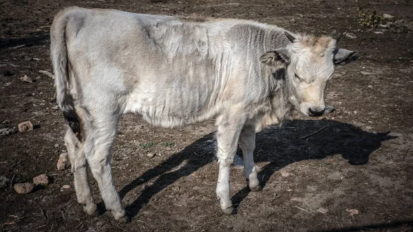 White bull, cow close-up, horned bull in the meadow