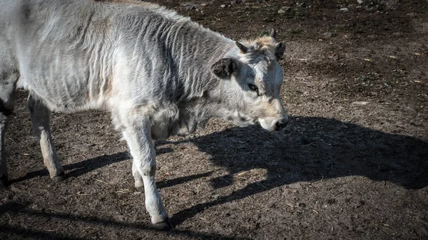 Toro Blanco Primer Plano Del Toro Con Cuernos Vaca Granja —  Fotos de Stock