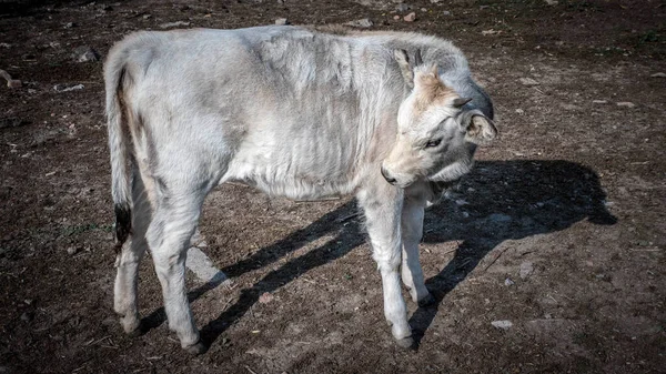 Bílý Rohatý Býk Zblízka Kráva Farmě — Stock fotografie