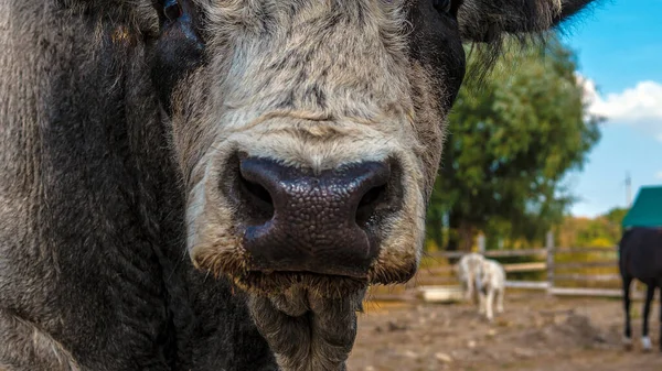 Bule Close Focinho Animal Fazenda Vaca — Fotografia de Stock