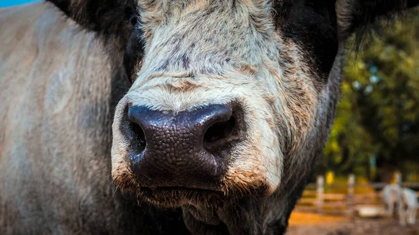 Zbliżenie Byczego Nosa Portret Krowy Zbliżenie Byka Hodowla Zwierząt — Zdjęcie stockowe