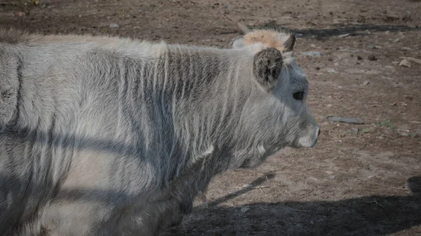 Toro Con Cuernos Vaca Blanca — Foto de Stock